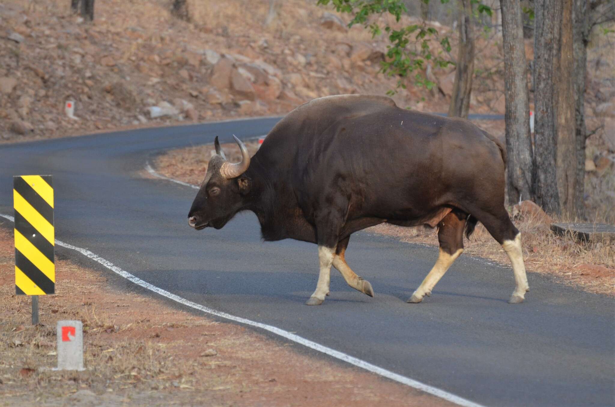 Image of Gaur