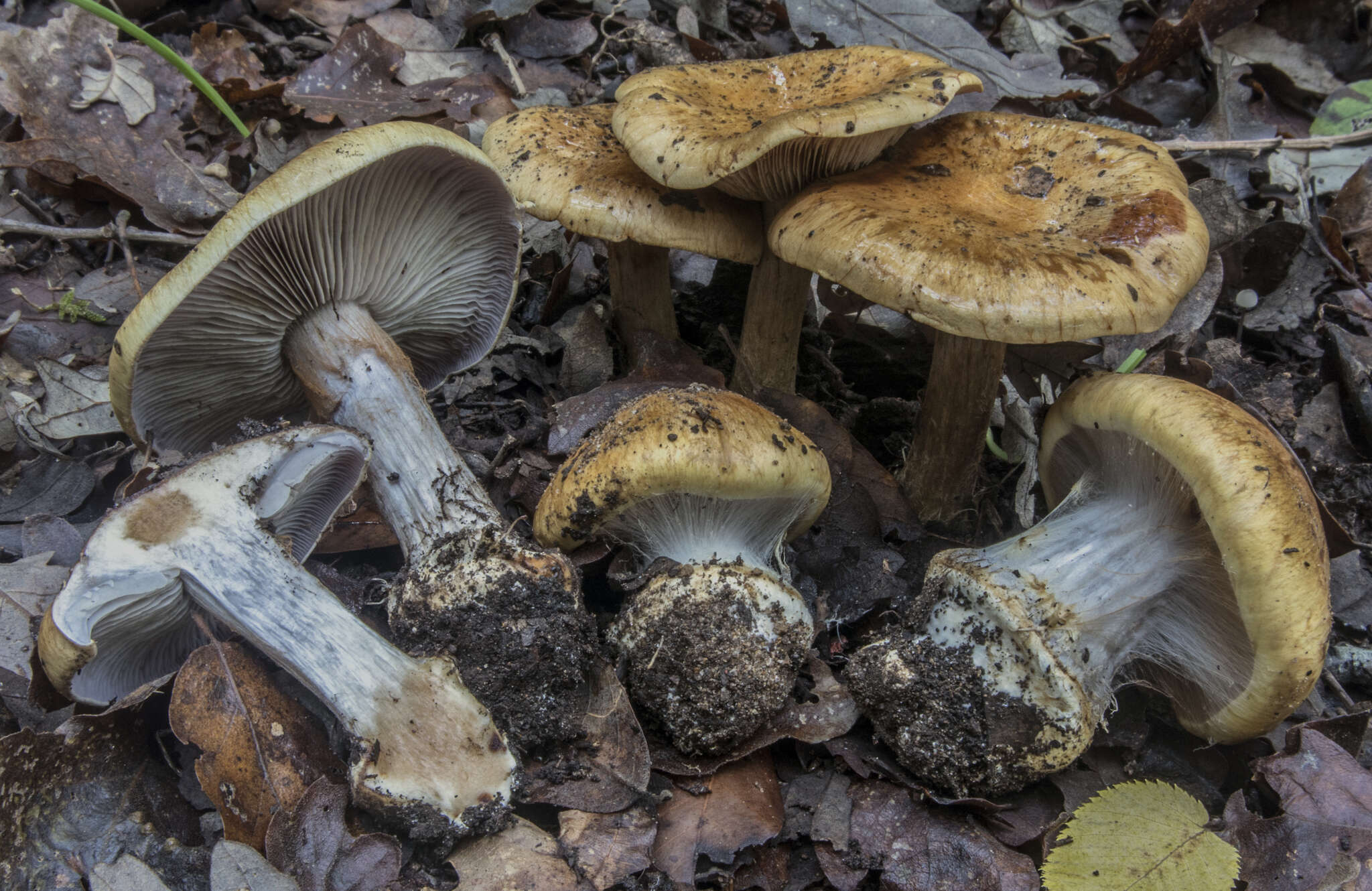 Image of Cortinarius magicus Eichhorn 1967