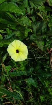 Image of <i>Ipomoea longeramosa</i>