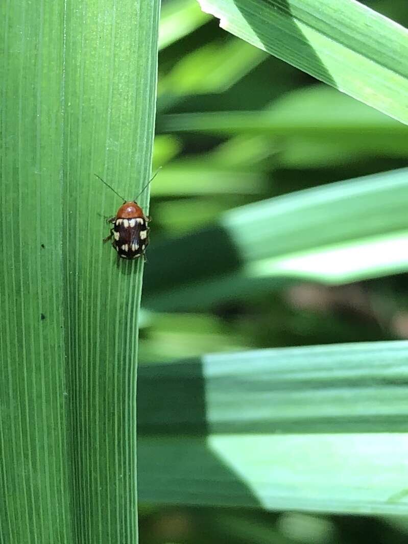 Sivun Cryptocephalus badius Suffrian 1852 kuva