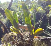 Image of Angraecum borbonicum Bosser