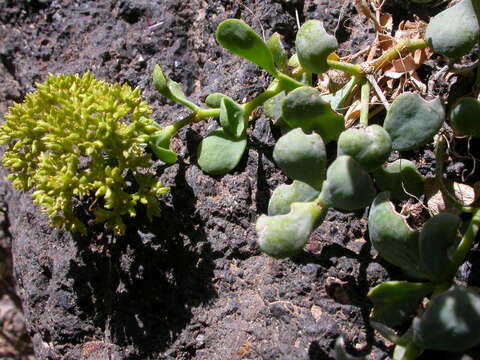 Plancia ëd Polycarpaea carnosa C. Sm.