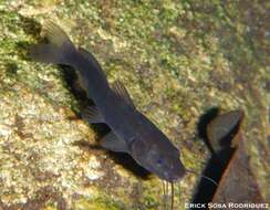 Image of Pale catfish