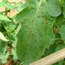 Plancia ëd Xanthomonas vesicatoria