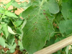 Image of Xanthomonas vesicatoria