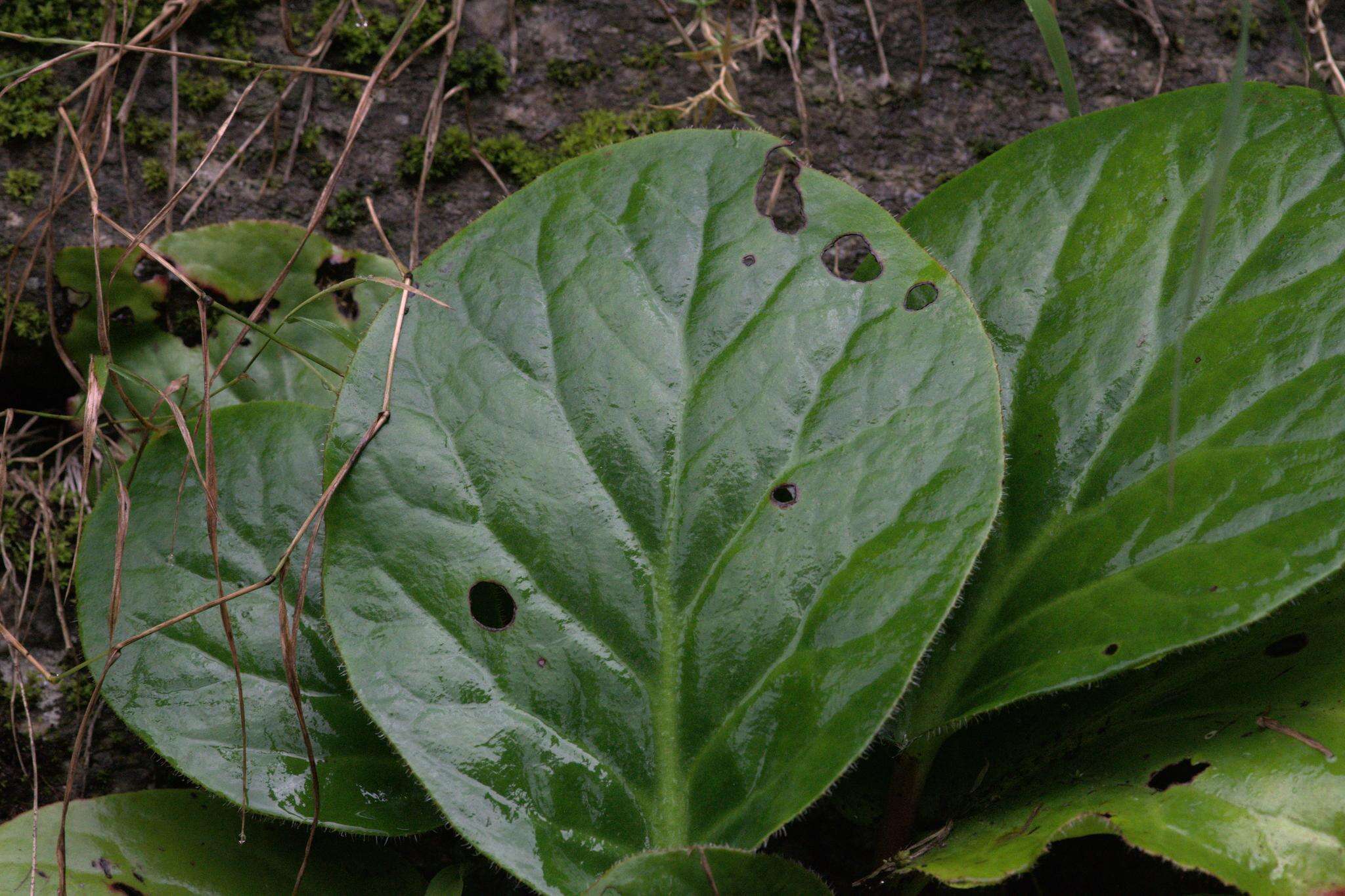 Image of Hairy Bergenia