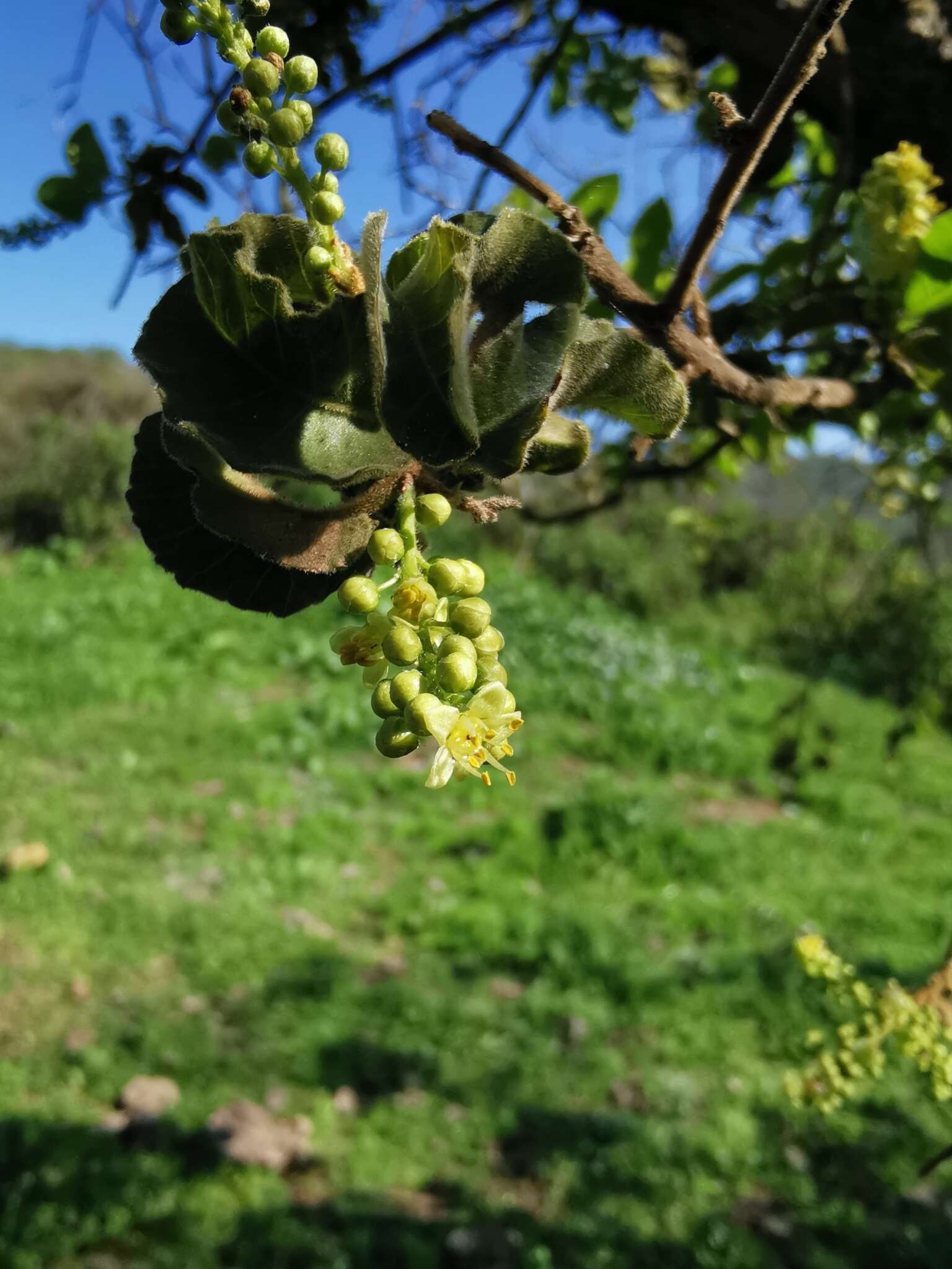 صورة Schinus velutinus (Turcz.) L. M. Johnston