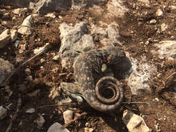 Image of Eastern Collared Lizard