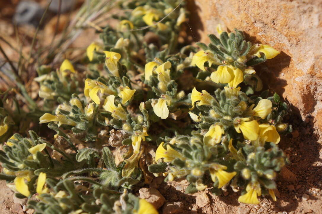 Image of Southern Bugle