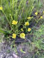 Image of Florida Yellow Flax