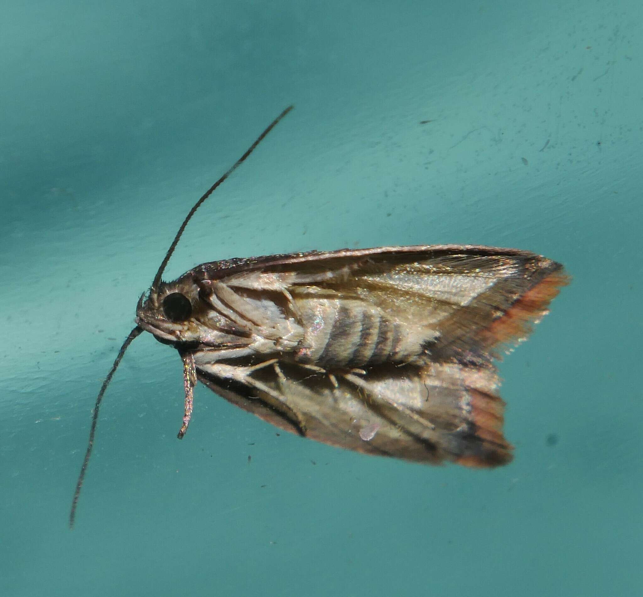 Image of Parocystola leucospora Turner 1896