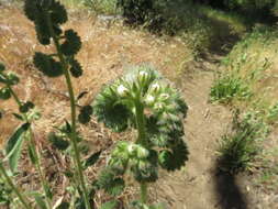 Image of imbricate phacelia