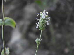 Nepeta argolica Bory & Chaub. resmi