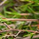 Image of Hemisaga lanceolata Ander 1957