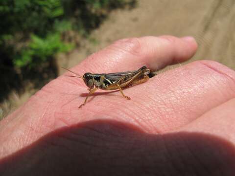 Melanoplus confusus Scudder & S. H. 1897的圖片