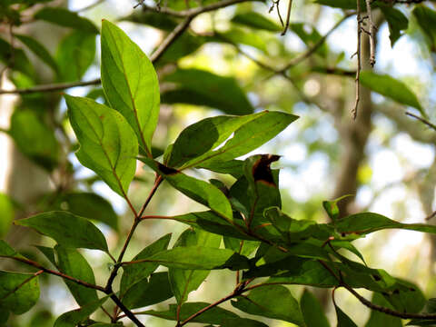 Image de Cornus foemina Mill.