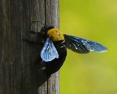 Xylocopa aestuans (Linnaeus 1758) resmi