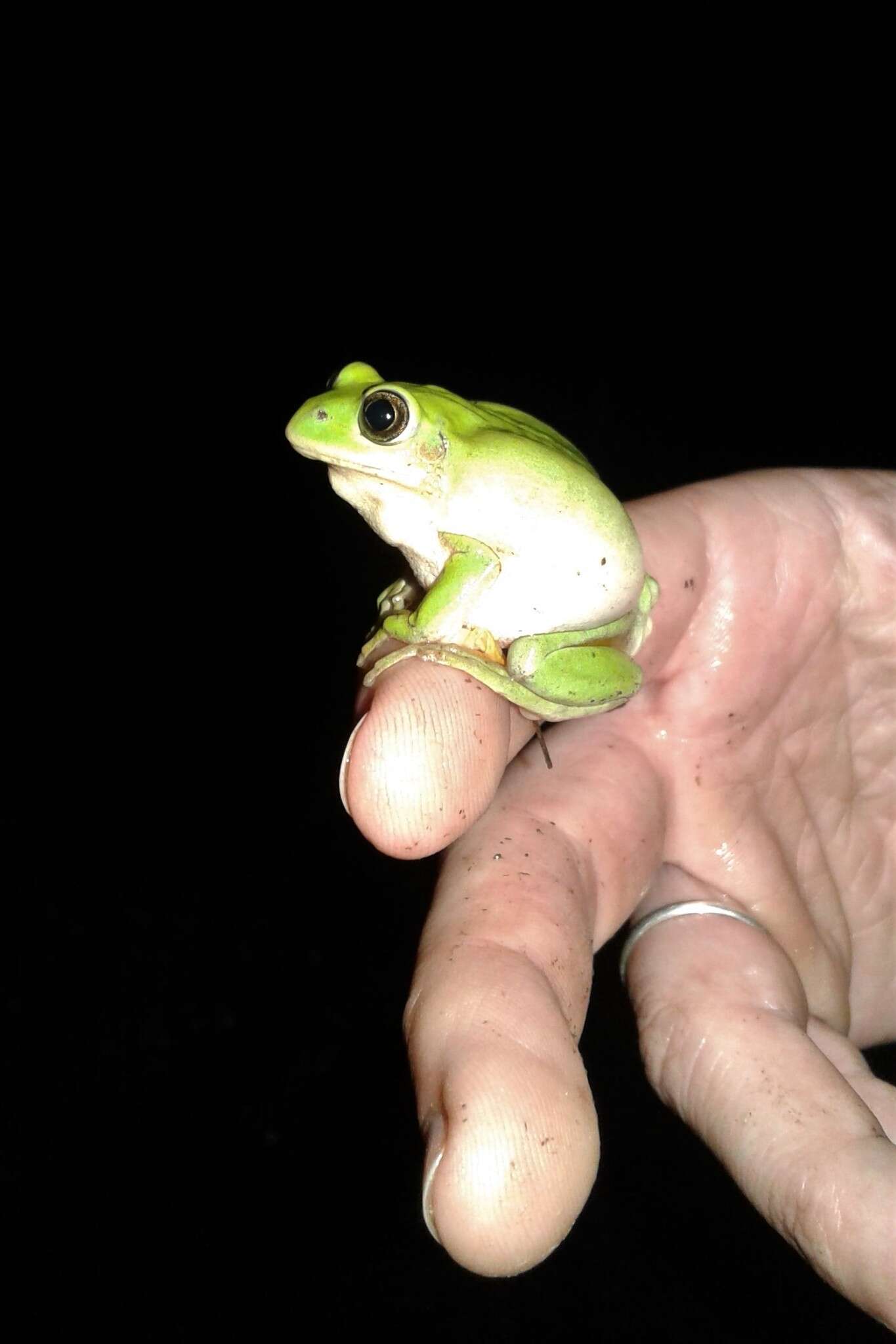 Leptopelis xenodactylus Poynton 1963 resmi