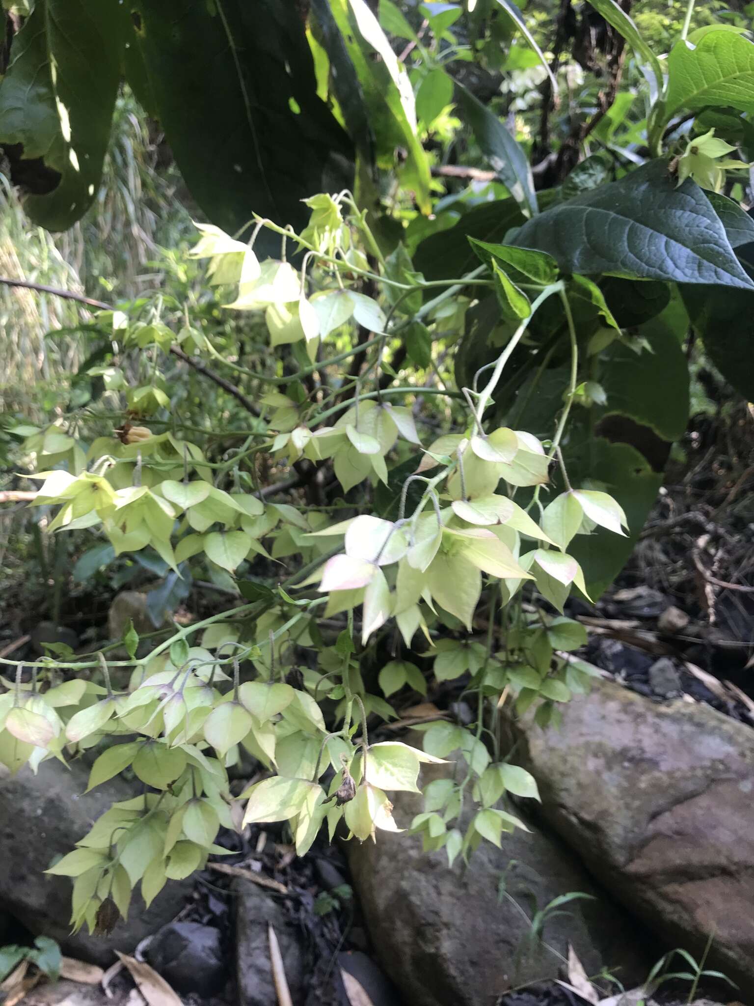 Plancia ëd Trichodesma calycosum Collett & Hemsl.