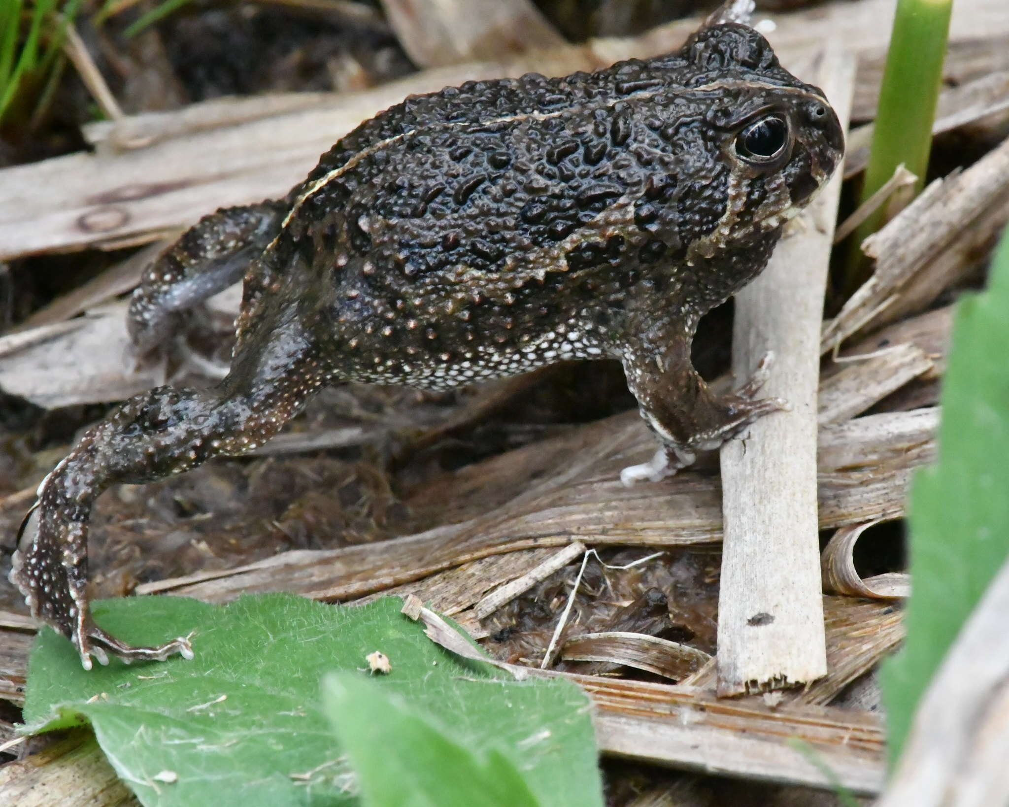 Image of American Ground Frog