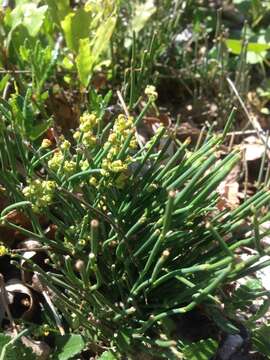 Image of Ephedra distachya subsp. helvetica (C. A. Mey.) Asch. & Graebn.