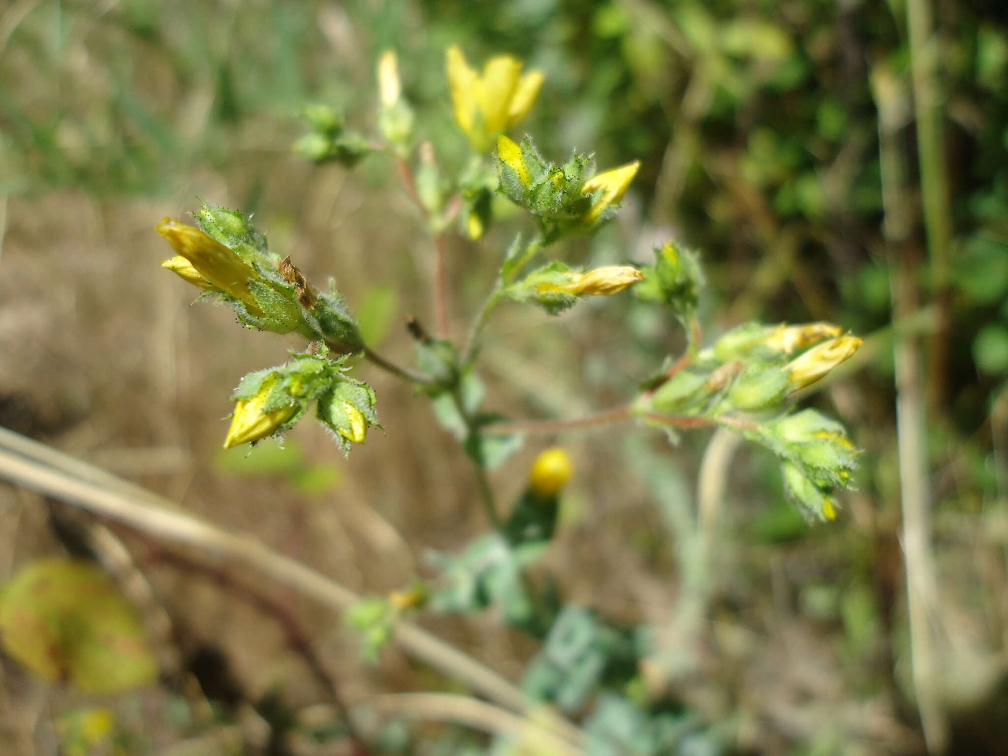 صورة Hypericum tomentosum L.