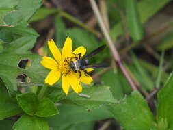 صورة Campsomeriella collaris (Fabricius 1775)