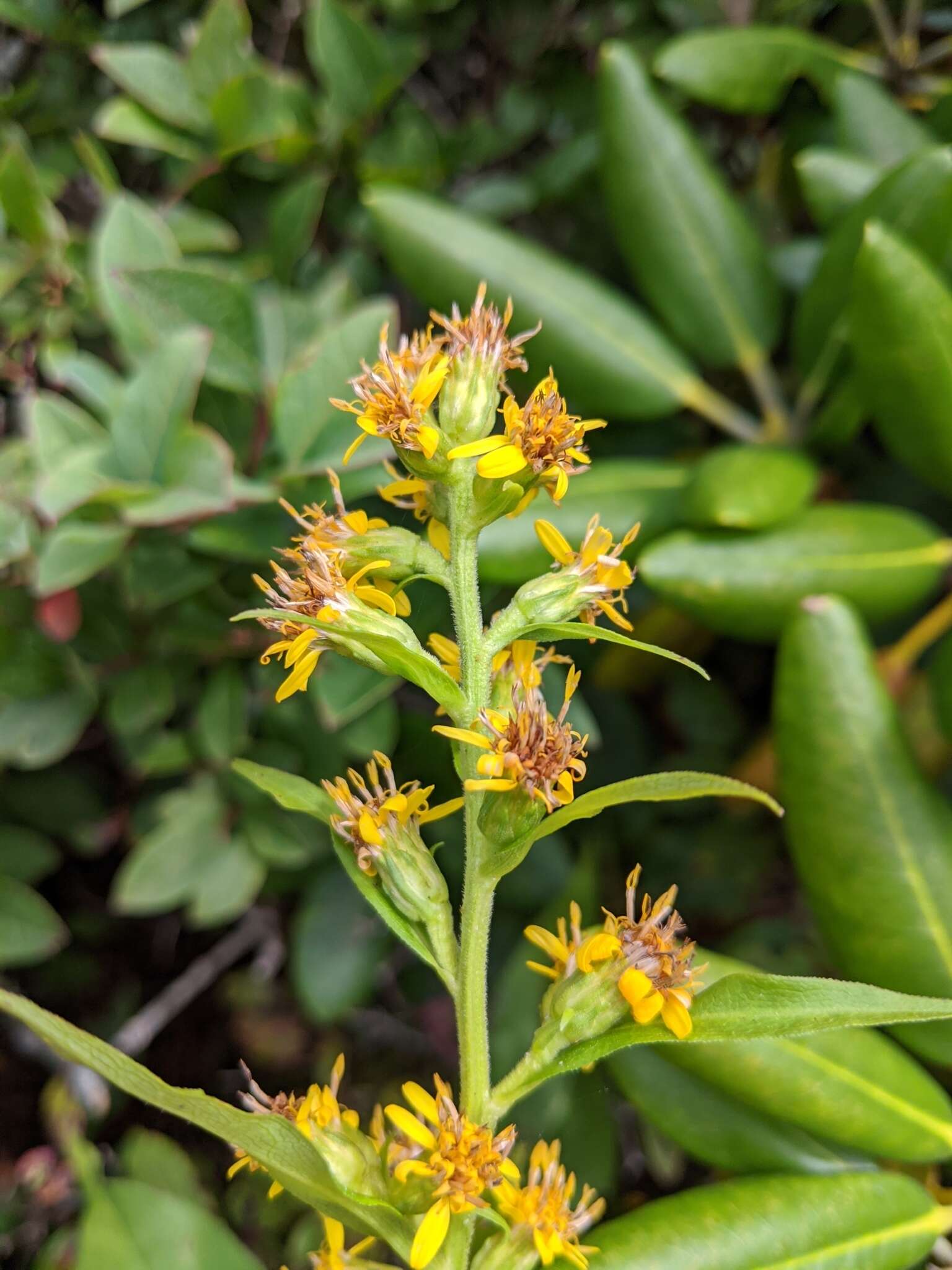 Solidago glomerata Michx. resmi