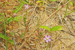 Plancia ëd Spergularia rubra (L.) J. Presl & C. Presl