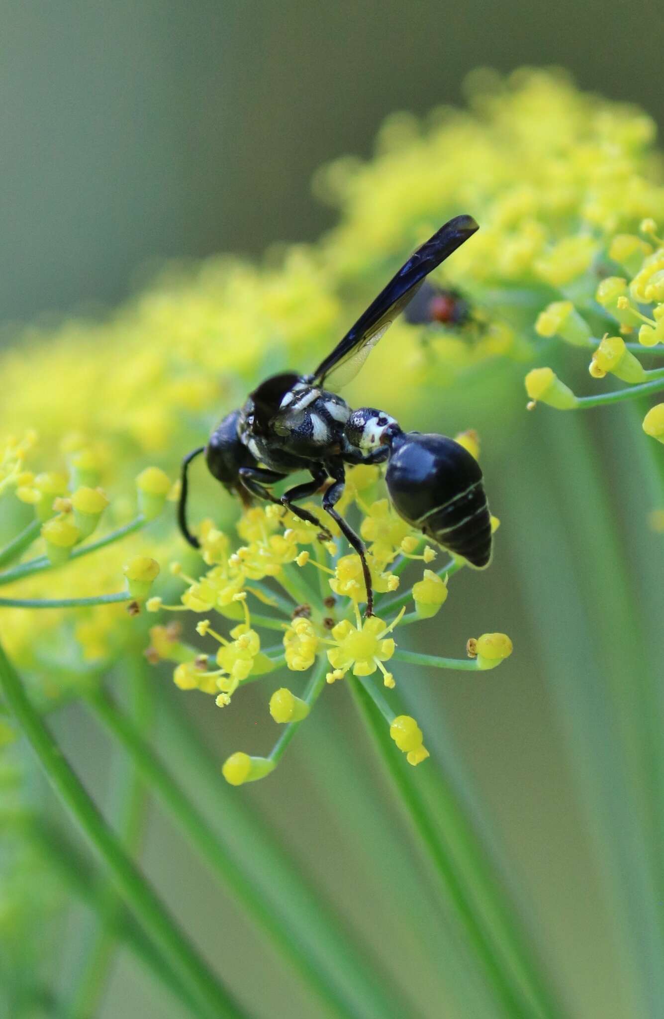 Слика од Zethus spinipes variegatus de Saussure 1852