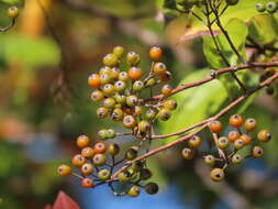 Image of Photinia arguta Wall. ex Lindl.