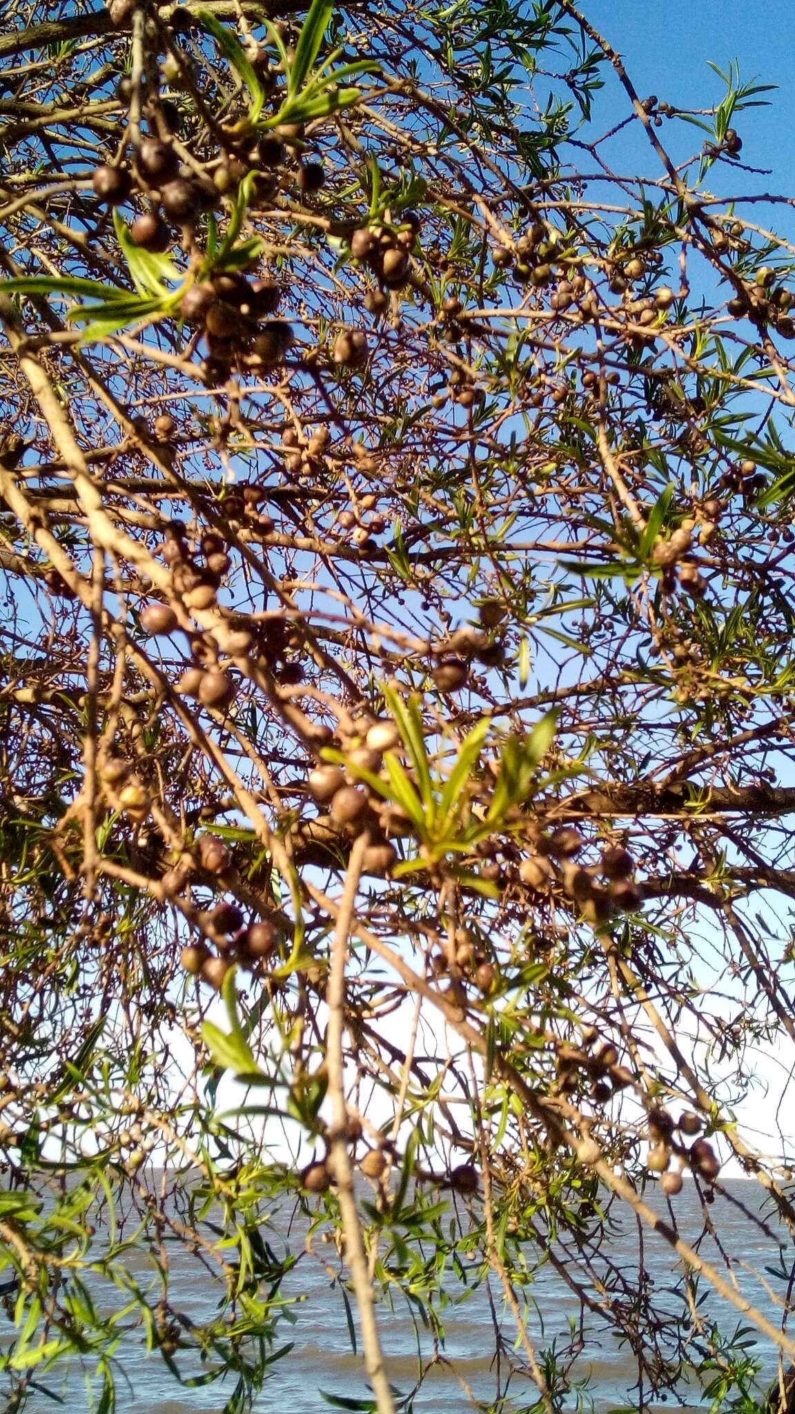 Image of Sapium haematospermum Müll. Arg.