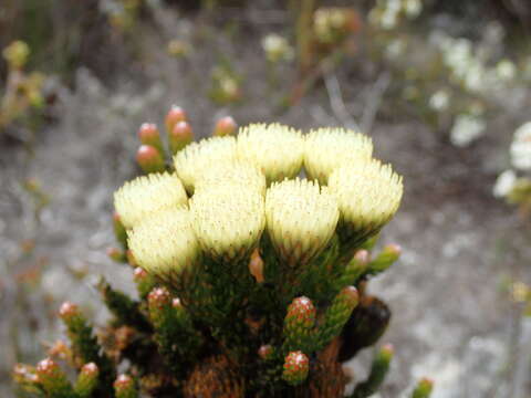 Image of Brunia latebracteata A. V. Hall