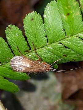 Image of Chaetopteryx villosa (Fabricius 1798)