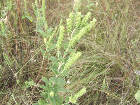 Image of annual marsh elder