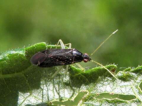 Image of Phylus coryli (Linnaeus 1758)