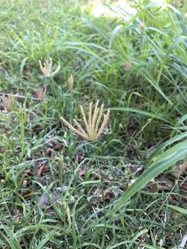 Image of swollen fingergrass