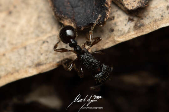 Image of Tetramorium confusum Bolton 1977