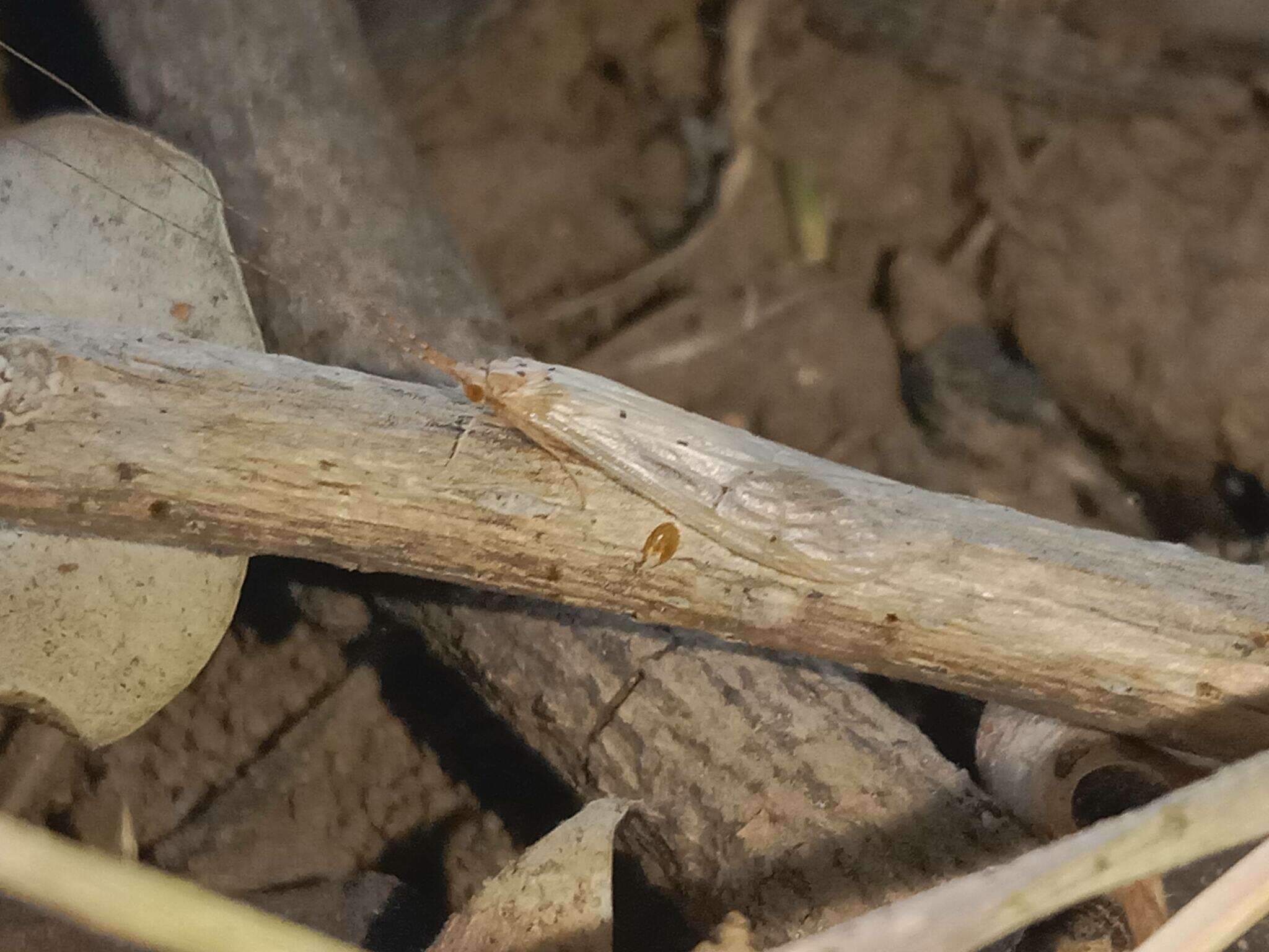 Image of Aethaloptera sexpunctata (Kolenati 1859)