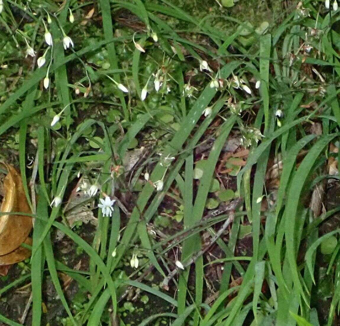 Image of Arthropodium candidum Raoul