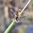 Image of Physocephala australiana Camras 1961