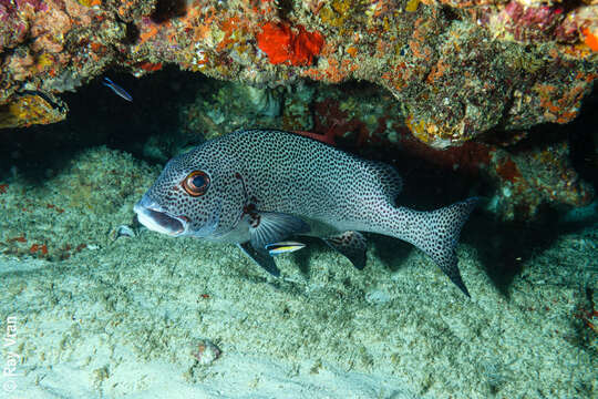 Image of Dotted sweetlips