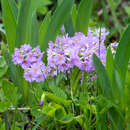 Слика од Primula modesta var. matsumurae (Petitmengin) Takeda