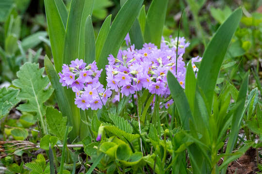 Plancia ëd Primula modesta Bisset & Moore