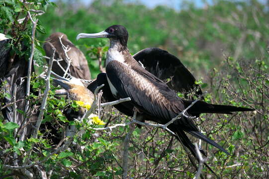 Image of Great Frigatebird