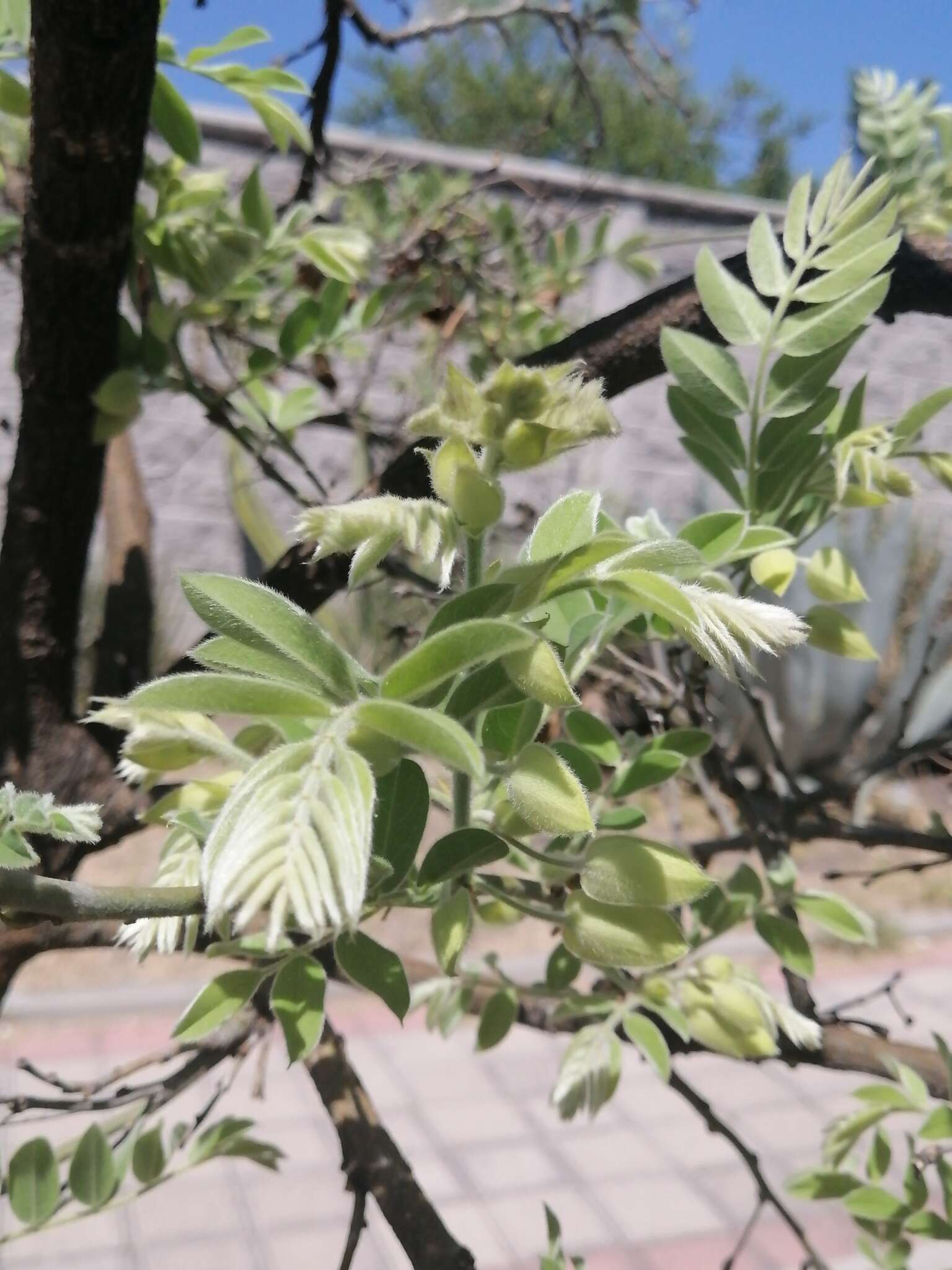 Image de Brongniartia lupinoides (Kunth) Taub.