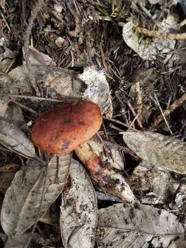 Sivun Boletus amyloideus Thiers 1975 kuva