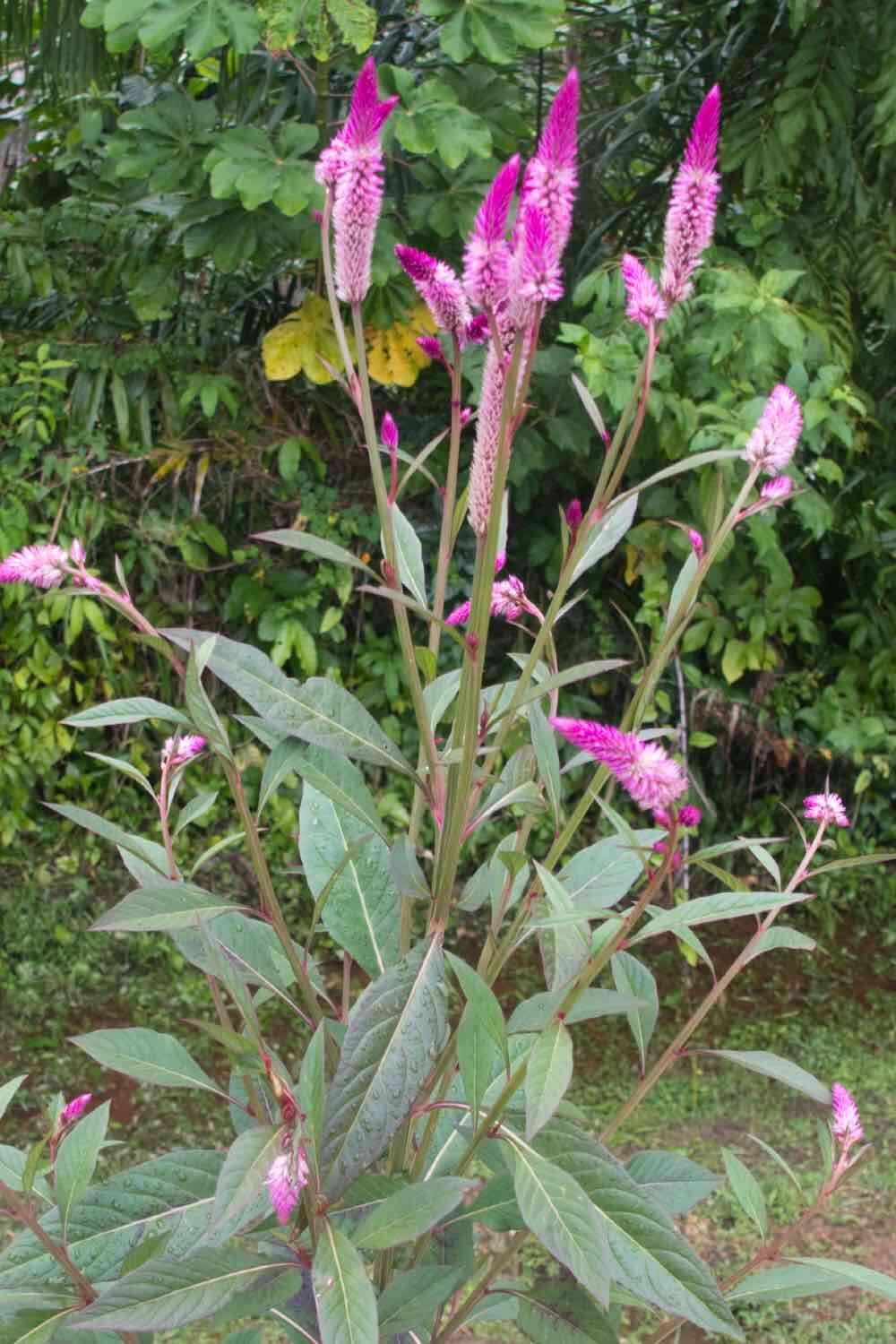 Imagem de Celosia spicata (Thou.) Spreng.