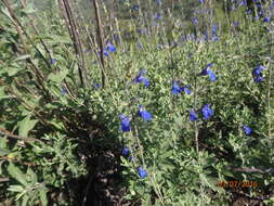 Image of Salvia chamaedryoides Cav.