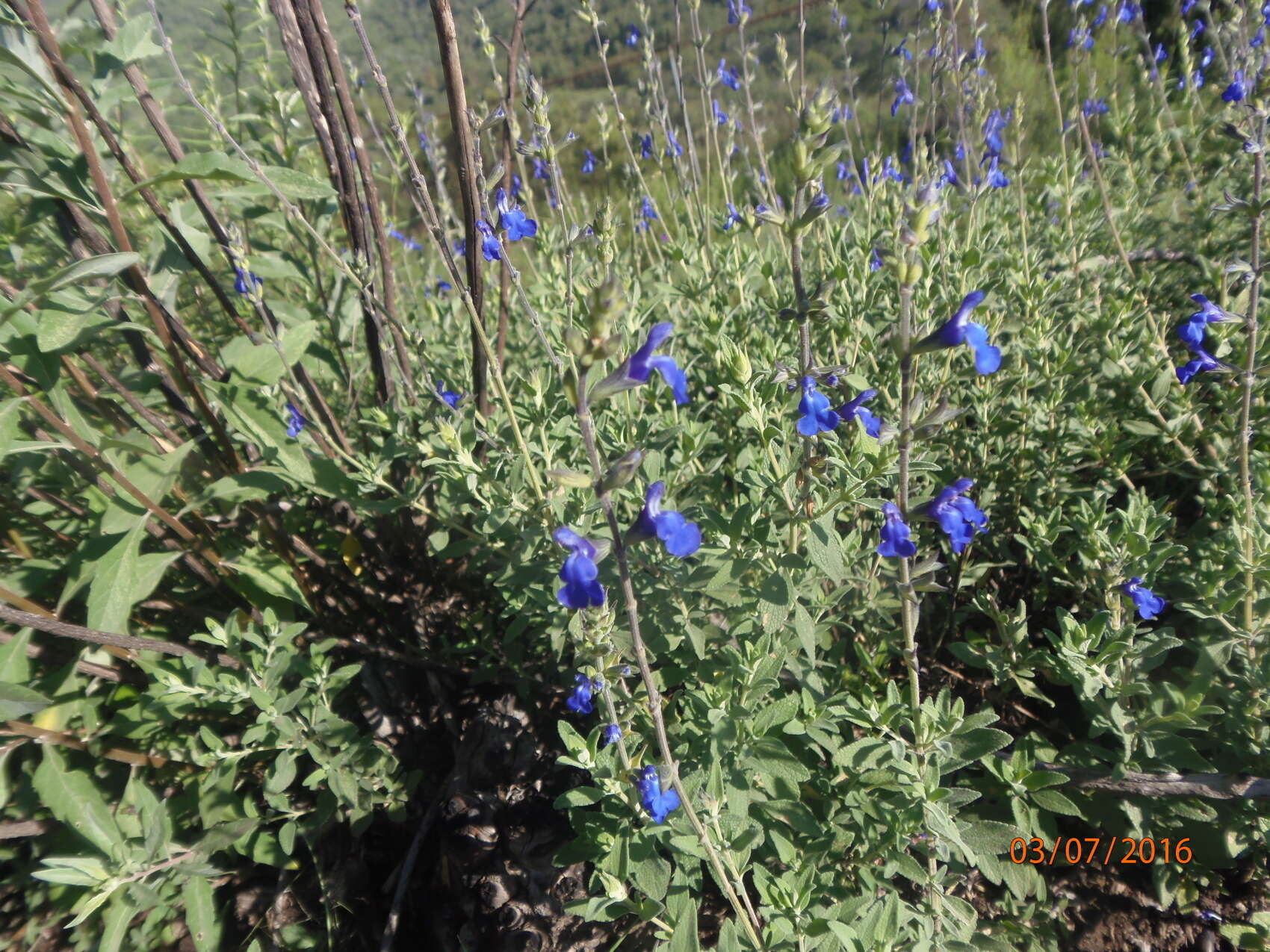 Imagem de Salvia chamaedryoides Cav.